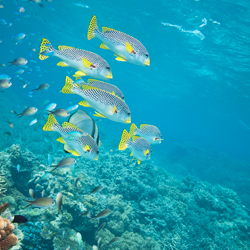 Australia’s Great Barrier Reef & Whitsunday Island