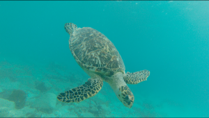 a close encounter