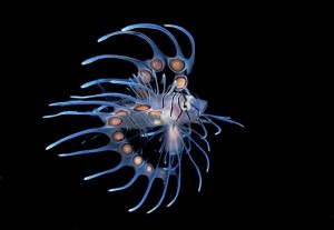 Invasive Lionfish