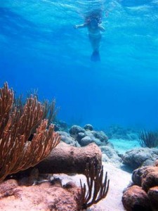 Anya found guests discovering this submerged canon, while snorkeling the British Virgin islands