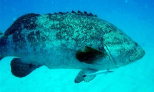 To lend some scale, the remora trailing this goliath grouper is one foot long