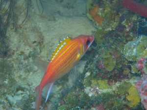 A Longjaw Squirrelfish shot at Rainbow Canyons off Pelican Island, BVI