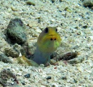 Just a random shallow dive in the BVI