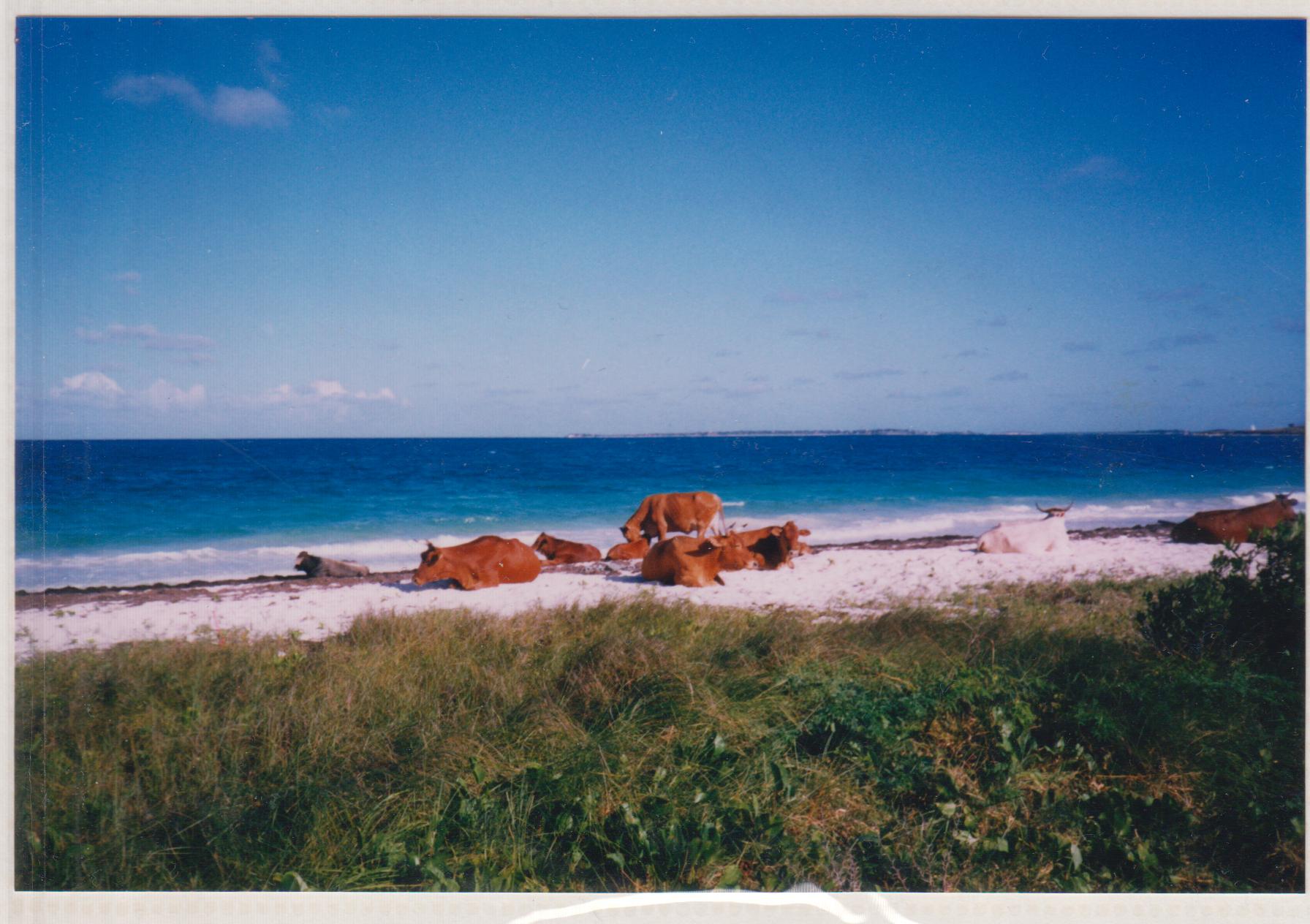 Cows on a beach in Antigua, Nicholson Yacht Charters, Caribbean weather