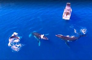 whale and calf snorkeling encounters in New Caledonia